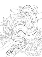 Coloriage de Anaconda