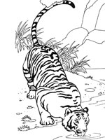 Coloriage de Tigre qui s'abreuve