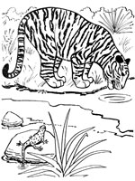 Coloriage de Tigre près d'une rivière