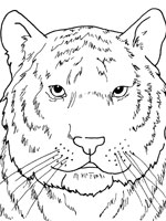 Coloriage de Tigre de Sibérie