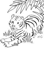 Coloriage de Tigre