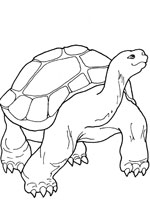 Coloriage de Tortue