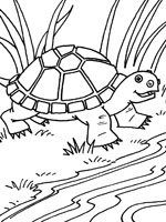 Coloriage de Tortue aquatique