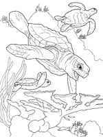 Coloriage de Tortue à écaille