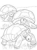 Coloriage de Tortues géantes des Galapagos