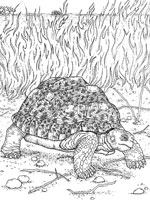 Coloriage de Tortue Léopard