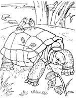 Coloriage de Tortue sauvage