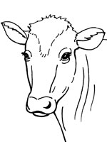 Coloriage de Boeuf