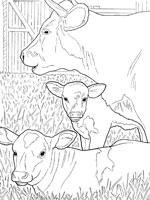 Coloriage de Vache, taureau et veau