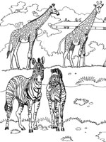 Coloriage de Zèbres et girafes