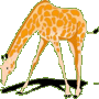 Girafe