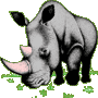 Rhinocéros