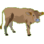 Vache