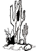 Coloriage de Cactus