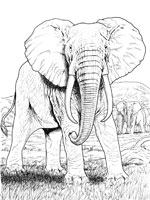 Coloriage de Eléphant africain