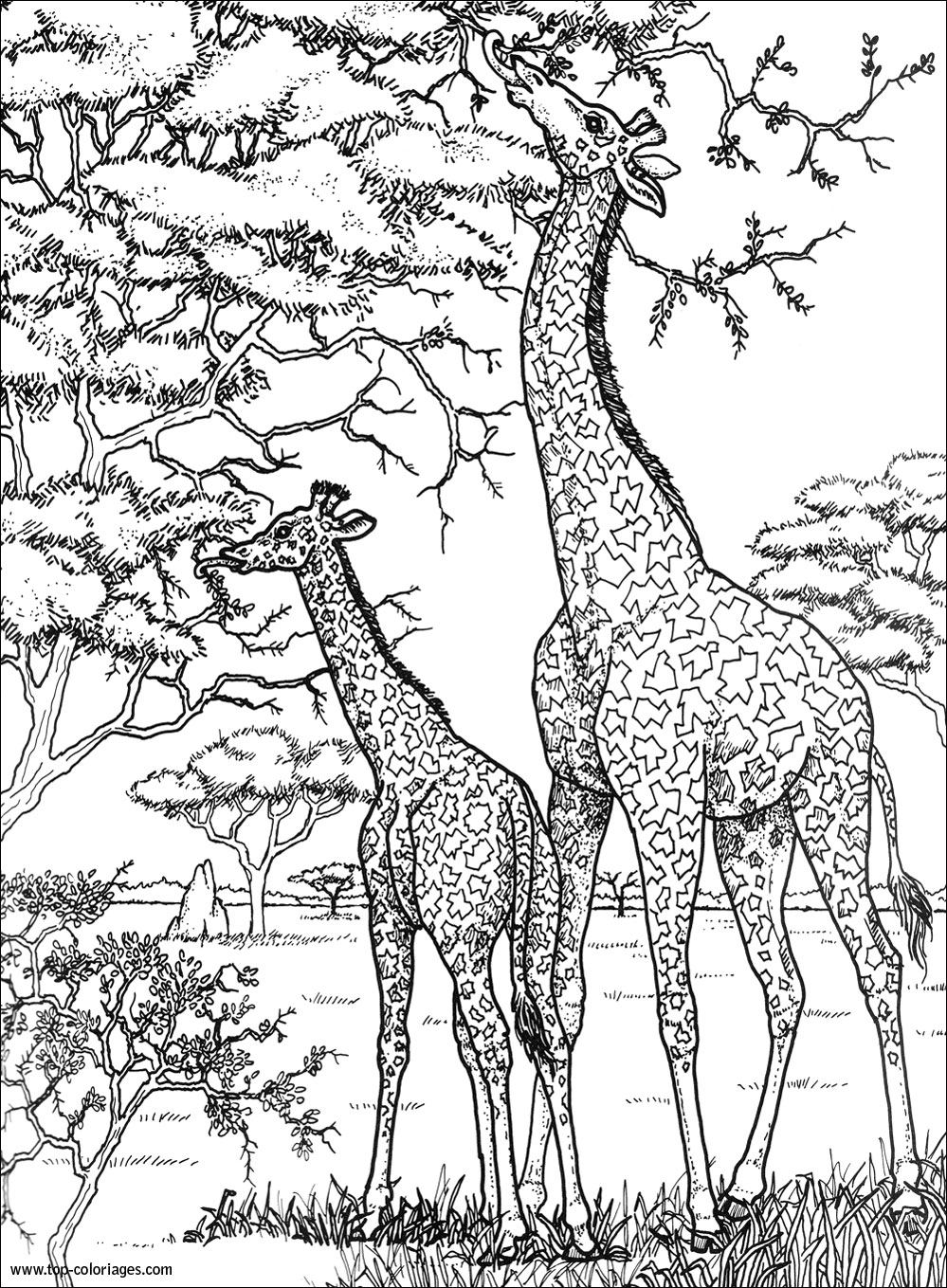 Coloriage Girafes