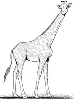 Coloriage de Girafe
