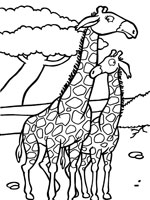 Coloriage de Girafe et son girafon