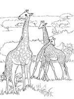 Coloriage de Girafes
