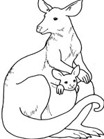 Coloriage de Kangourou et son petit