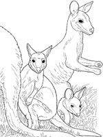 Coloriage de Wallaby et ses petits