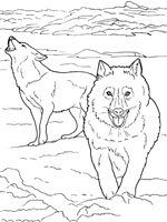 Coloriage de Loup arctique
