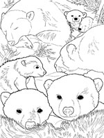 Coloriage de Famille d'ours polaires