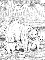 Coloriage de Ours brun