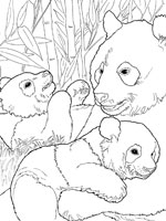 Coloriage de Panda et ses bébés
