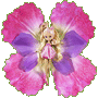 Barbie Lilipucia